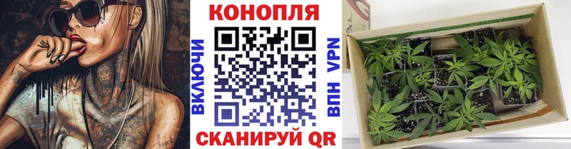 MEGA как войти  Западная Двина  Бошки марихуана THC 21% 